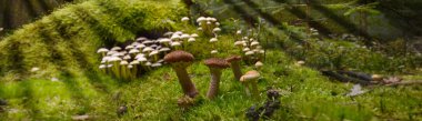 mantar orman toplamak çörek Cantharellus cibarius moss büyülü