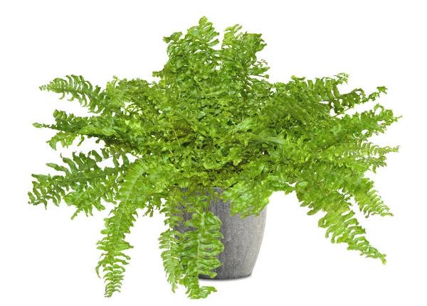 Fern bitki iç deco dekorasyon düz saksı