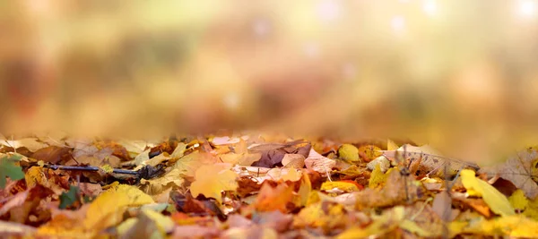 Withered autumn leaves fly in fall forest — Stock Photo, Image