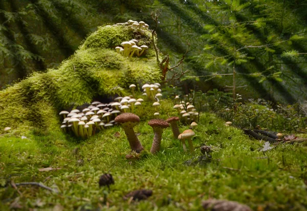Pilze Wald sammeln Steinpilze Pfifferling Moos magische — Stockfoto