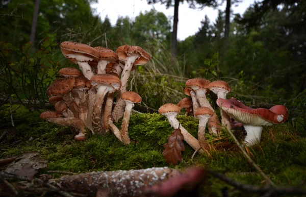 Pilze Wald sammeln Steinpilze Pfifferling Moos magische — Stockfoto