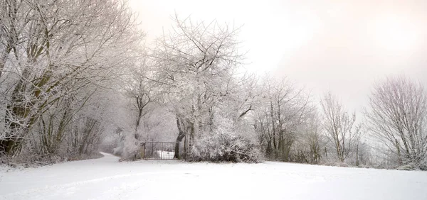 Neve inverno floresta natal inverno país das maravilhas pôr do sol — Fotografia de Stock