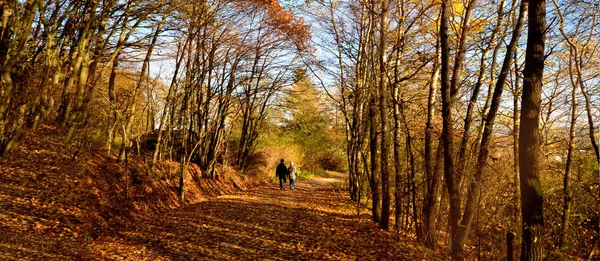 Autumn trees walk forest colorful pedestrians walkers — Stock Photo, Image