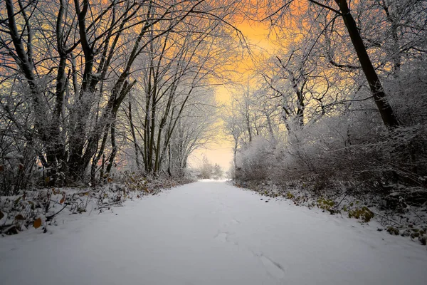 Neve inverno natal caminhada caminhadas inverno país das maravilhas gelo geada — Fotografia de Stock