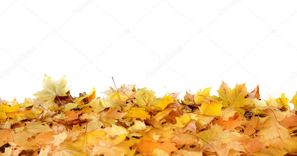 withered autumn leaves fly in fall forest