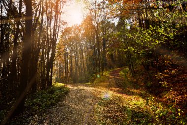 toprak yol ayrılık yeşil yön orman yolları