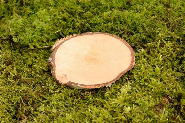 Moss ahşap disk huş ağacı kalkan doğa kart orman — Stok fotoğraf
