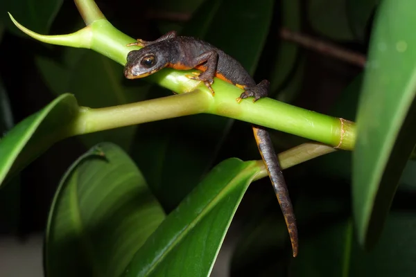 Molt salamandra lagarto anfíbio newt âmbar terário montanha newt — Fotografia de Stock