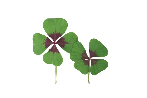 Clover luck four four-leaf shamrock happy new year — Stock Photo, Image