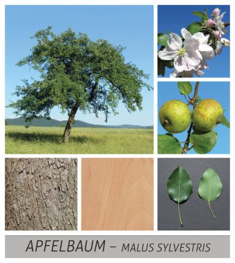 elma, elma ağacı, malus, sylvestris, yabani elma, yaban, yaban, elma çiçeği,