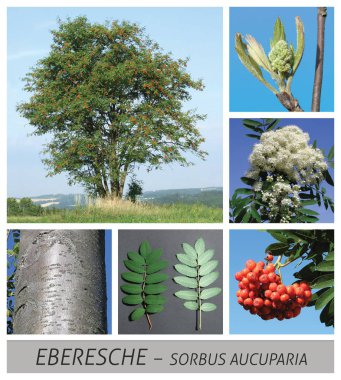 Rowan, rowanberry, sorbus aucuparia, ağaç, geniş yapraklı, yaprakları, çiçekleri,