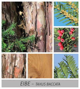 yew, taxus, baccata, conifer, cones, wood, bark, cow clipart