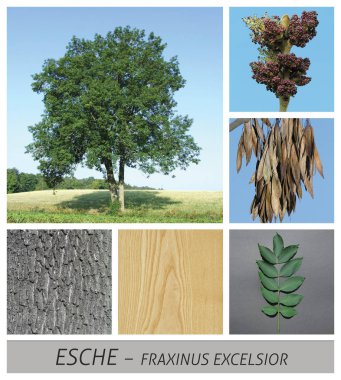 ortak kül, kül, fraxinus excelsior, meyve, ağaç kabuğu, odun, ağaç, yaprak döken ağaç