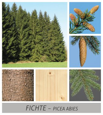 spruce, red spruce, common spruce, picea, abies, forest clipart
