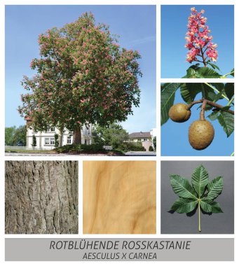 kestane rengi, kırmızı karınlı, kestane, aesculus carnea, kırmızı, pembe