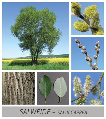 palmiye söğüt, söğüt, söğüt, salix, caprea, palmiye yavru kedi attıkça