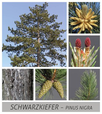 Çam, Karaçam, ortak, çam, pinus nigra, kozalaklı, koniler, ahşap