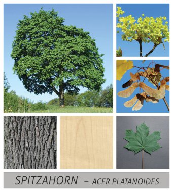 akçaağaç, işaret akçaağaç, akçaağaç, acer, platanoides, meyve, kabuk