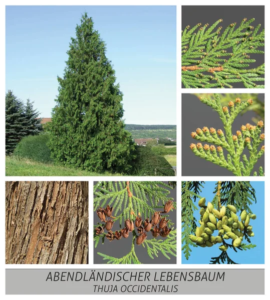 De boom van het leven, Occidental, Occidental, Thuja, occidentalis, conifer — Stockfoto