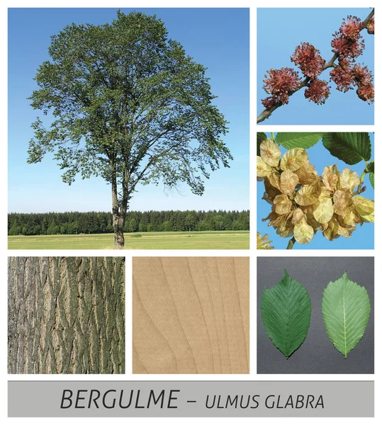 Hegyi Szilfa, elm, ulmus glabra, virágok, gyümölcsök, zöld, érett, ég — Stock Fotó