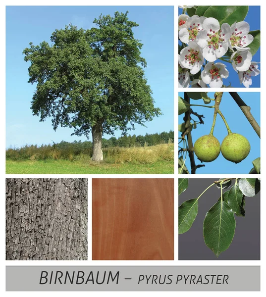 armut, yabani armut, armut pyrus, pyraster, meyve, tatlı, çiçeği,