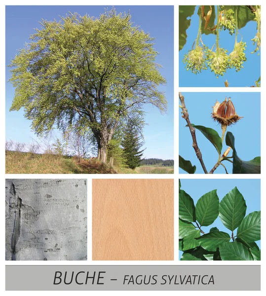 Beech, red beech, common beech, fagus, sylvatica, common — Stock Photo, Image