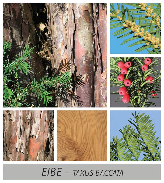 Taxus taxus baccata, conifer, kegels, hout, schors, koe — Stockfoto