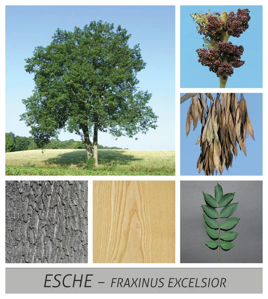 Common ash, ash, fraxinus excelsior, fruits, bark, wood, tree, deciduous tree — Stock Photo, Image