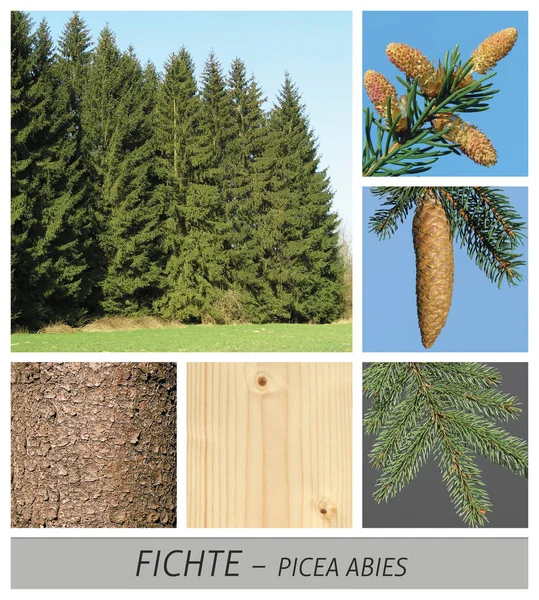 Spruce, red spruce, common spruce, picea, abies, forest — Stock Photo, Image