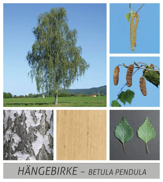 Birch birch betula pendula, kollázs, lombos fán függő — Stock Fotó
