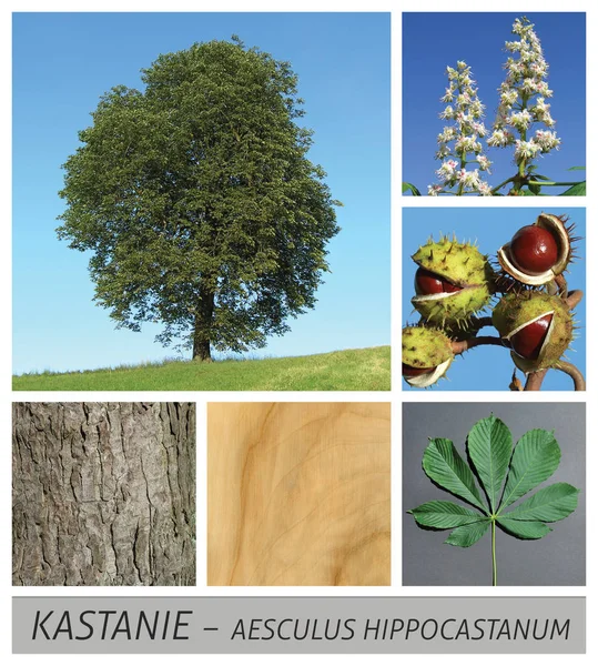 Castaño, común, castaño de Indias, aesculus, hippocastanum, árbol —  Fotos de Stock
