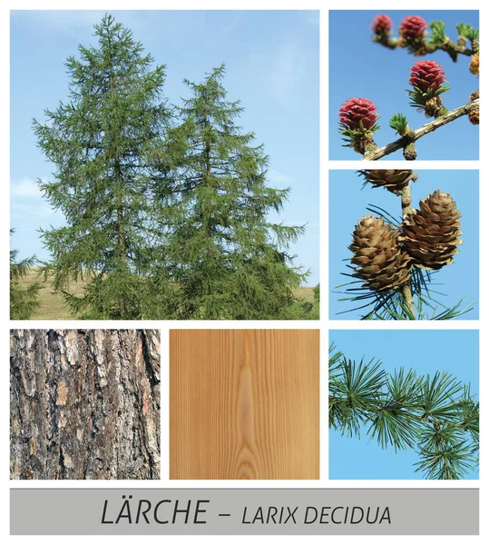 Lariks, Europees lariks, conifer, larix, decidua, naald, groenblijvend — Stockfoto