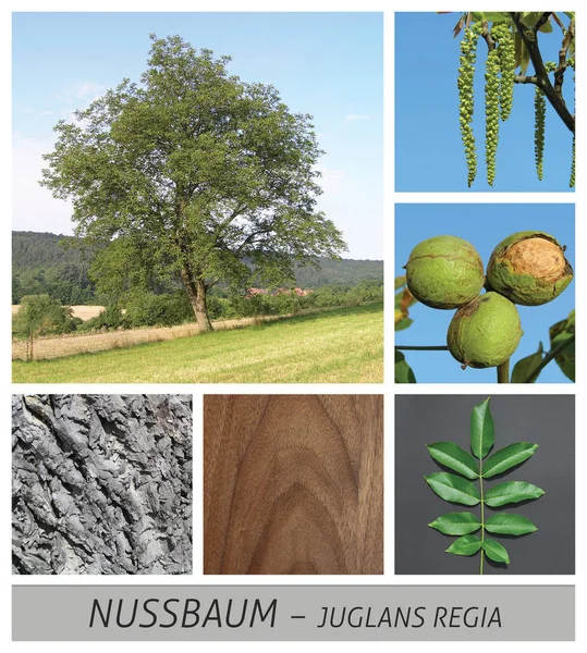 Walnut, nut, tree, walnuts, growing, trees, fruits, fruit, wood, dark, juglans, — Stock Photo, Image