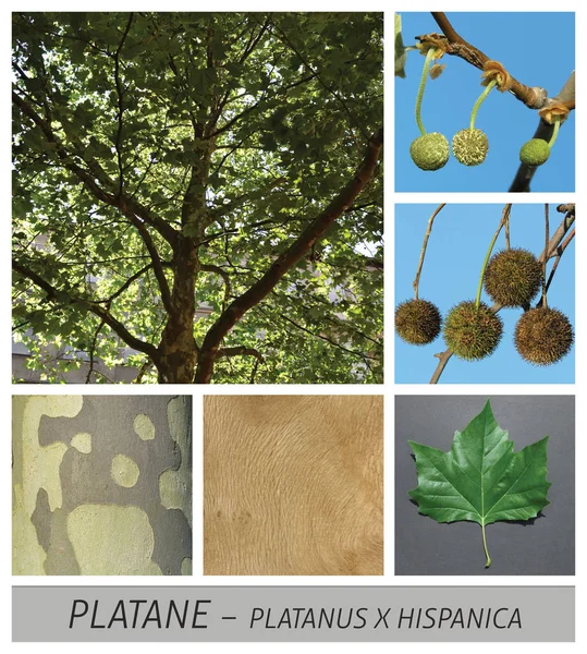 Plane, maple, common, platanus, hispanica, fruits, leaves — Stock Photo, Image