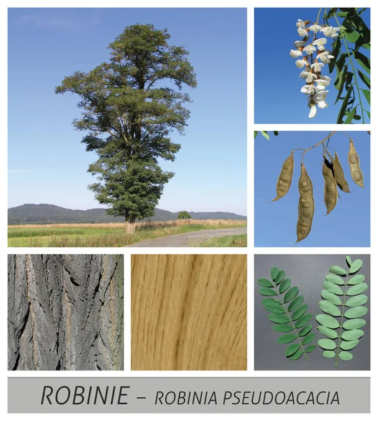 Robinia, acacia, shamacacia, robinia pseudoacacia, robinia, espina — Foto de Stock