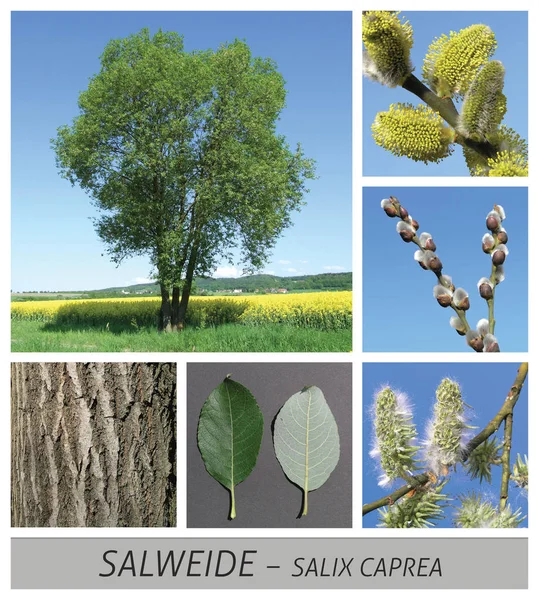 Palm wilg, gewone gouduil willow, wilg, salix, caprea, palm kitten — Stockfoto