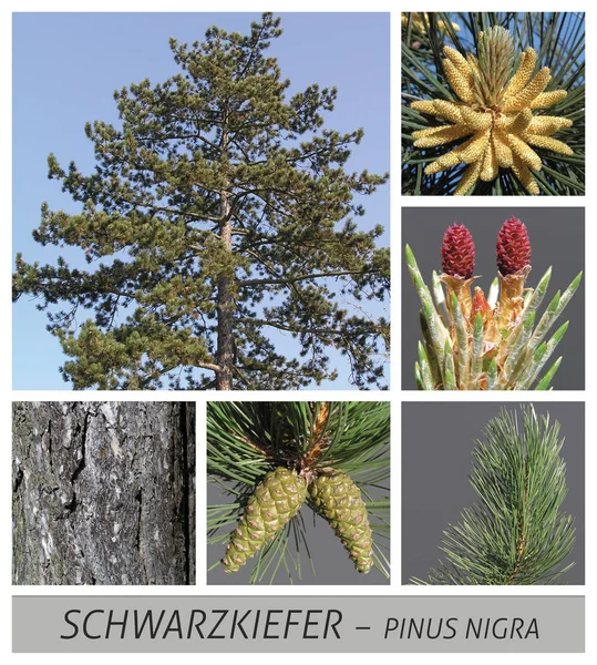 pine, black pine, common, pine, pinus, nigra, conifer, cones, wood