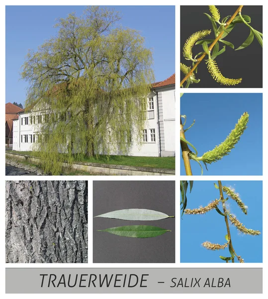 Willow, weeping willow, dotterweide, salix, alba, vitellina, tristis — Stock Photo, Image