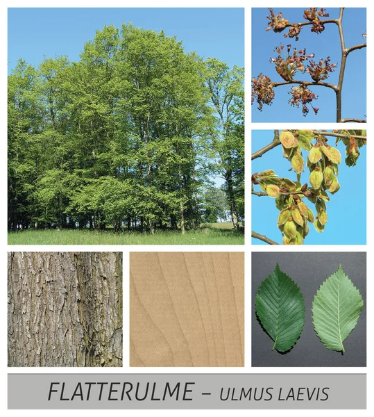 Olmo, ulmus glabra, flores, frutas, verde, maduro, cielo, madera, collage — Foto de Stock