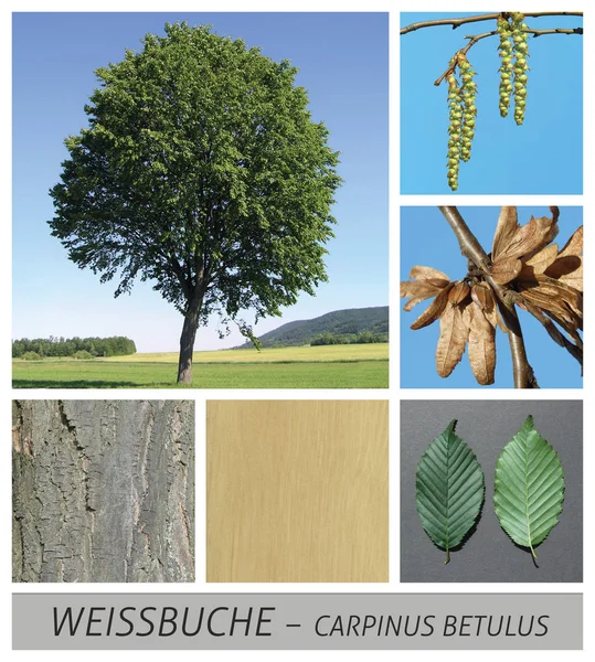 Beech, vit bok, avenbok, bok, carpinus, betulus, frön — Stockfoto