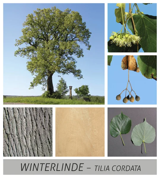 Winter linden, linden, summer linden, linden, lime blossom, tea — Stock Photo, Image