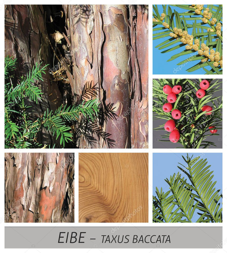 yew, taxus, baccata, conifer, cones, wood, bark, cow