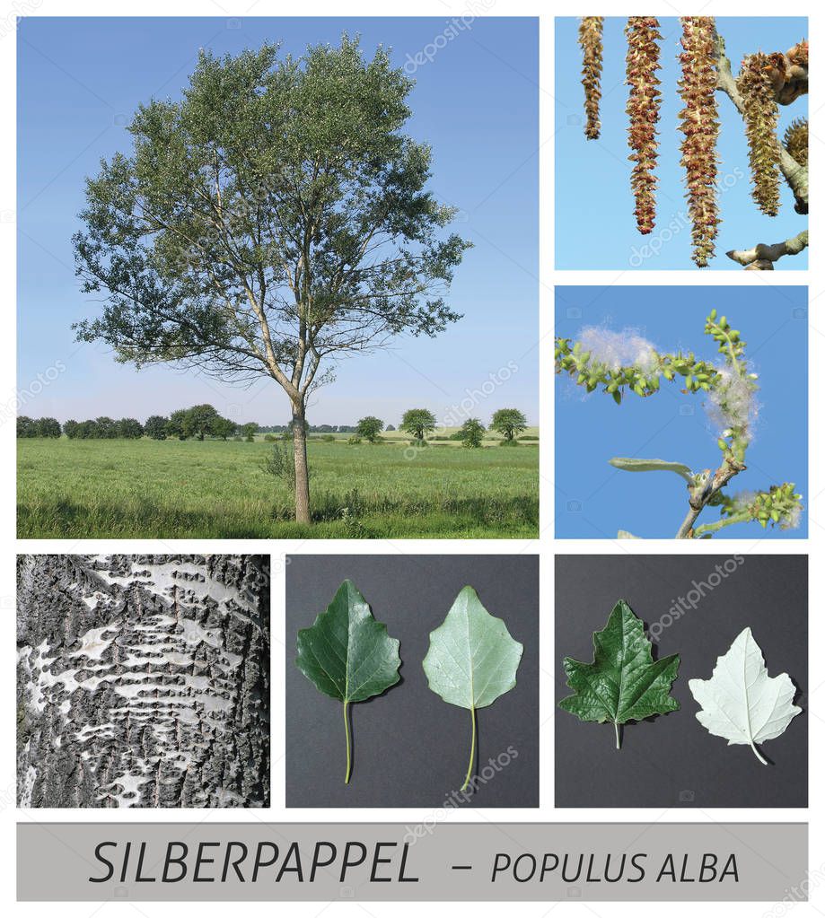 silver poplar, poplar, white poplar, fruit stands, populus, alba