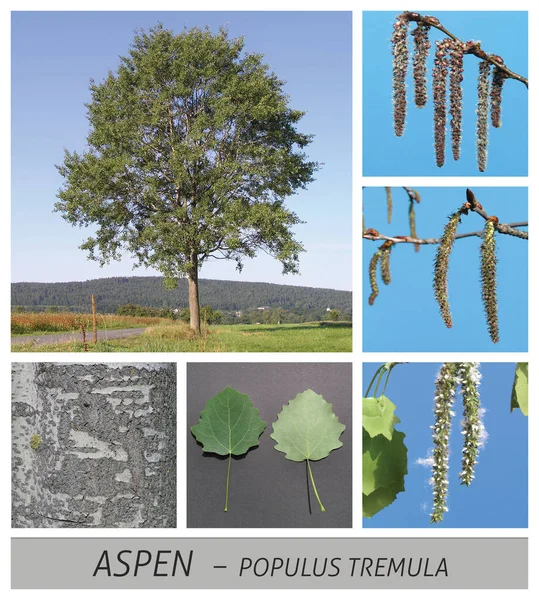 Aspen, Common Aspen, Eurasian Aspen, European Aspen, Quaking Aspen, aspe, populus, tremula — Stock Photo, Image