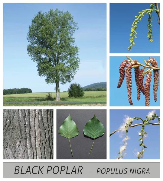 Poppel, svart poppel, populus, nigra, frukt står, korta skott, slow motion — Stockfoto