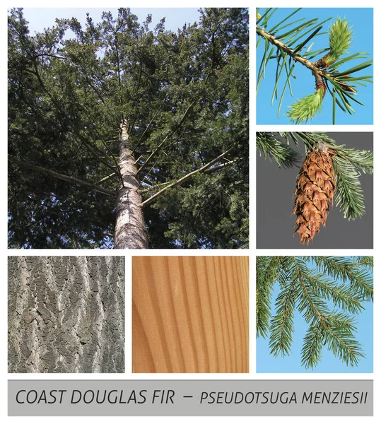 Kust Douglas, douglasia, segla utmed kusten Douglas gran, Douglas spruce — Stockfoto