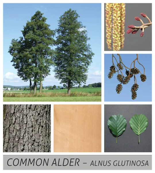 Allmäna Alder, svart Al, europeisk Alder, Al, Alnus, glutinosa, rotenle, träd — Stockfoto