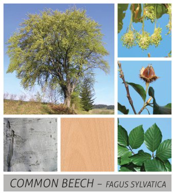 Kayın, kırmızı kayın, ortak kayın, fagus sylvatica, ortak