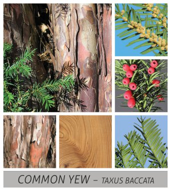 porsuk, ortak porsuk, taxus, Baccata, konifer, koni, ahşap, kabuk, sığır