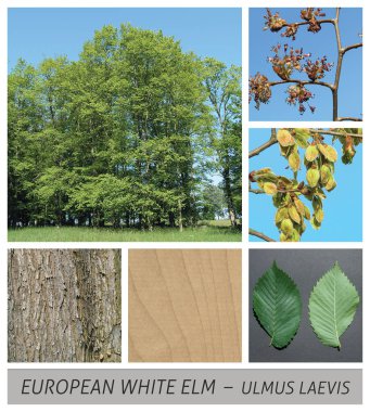 Elm, Ulmus glabra, Avrupa beyaz Elm, fluttering Elm, yayılımlı Elm, görkemli Elm, Rus Elm